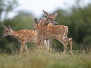 , deer hunt wisconsin, deer hunting wisconsin apple creek buck ranch, deer hunting outfitters