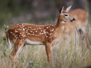 , deer hunt wisconsin, deer hunting wisconsin apple creek buck ranch, deer hunting outfitters