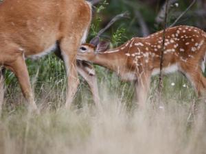 , deer hunt wisconsin, deer hunting wisconsin apple creek buck ranch, deer hunting outfitters