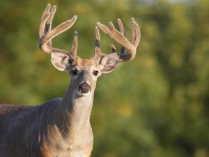 , deer hunt wisconsin, deer hunting wisconsin apple creek buck ranch, deer hunting outfitters