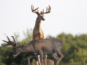 , deer hunt wisconsin, deer hunting wisconsin apple creek buck ranch, deer hunting outfitters