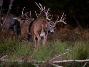, deer hunt wisconsin, deer hunting wisconsin apple creek buck ranch, deer hunting outfitters