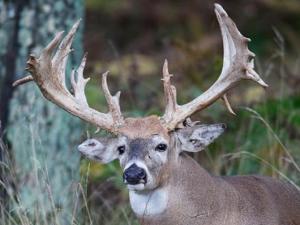 , deer hunt wisconsin, deer hunting wisconsin apple creek buck ranch, deer hunting outfitters