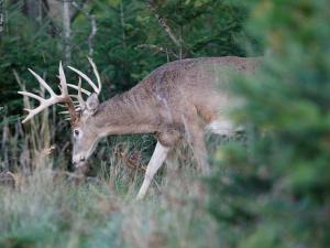 , deer hunt wisconsin, deer hunting wisconsin apple creek buck ranch, deer hunting outfitters
