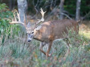, deer hunt wisconsin, deer hunting wisconsin apple creek buck ranch, deer hunting outfitters