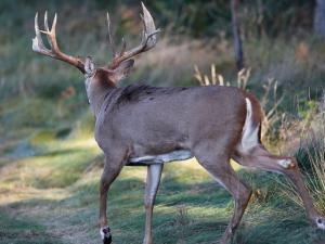 , deer hunt wisconsin, deer hunting wisconsin apple creek buck ranch, deer hunting outfitters