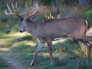, deer hunt wisconsin, deer hunting wisconsin apple creek buck ranch, deer hunting outfitters