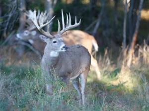 , deer hunt wisconsin, deer hunting wisconsin apple creek buck ranch, deer hunting outfitters