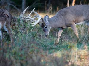 , deer hunt wisconsin, deer hunting wisconsin apple creek buck ranch, deer hunting outfitters