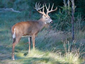 , deer hunt wisconsin, deer hunting wisconsin apple creek buck ranch, deer hunting outfitters