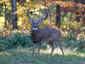 , deer hunt wisconsin, deer hunting wisconsin apple creek buck ranch, deer hunting outfitters