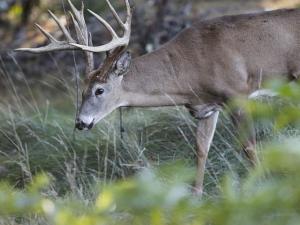 , deer hunt wisconsin, deer hunting wisconsin apple creek buck ranch, deer hunting outfitters