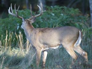 , deer hunt wisconsin, deer hunting wisconsin apple creek buck ranch, deer hunting outfitters