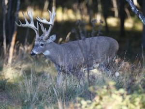 , deer hunt wisconsin, deer hunting wisconsin apple creek buck ranch, deer hunting outfitters