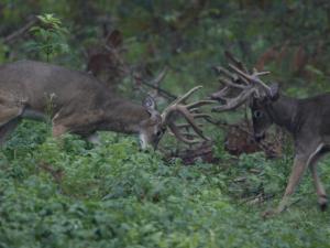 , deer hunt wisconsin, deer hunting wisconsin apple creek buck ranch, deer hunting outfitters