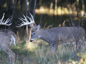 , deer hunt wisconsin, deer hunting wisconsin apple creek buck ranch, deer hunting outfitters