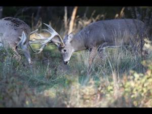 , deer hunt wisconsin, deer hunting wisconsin apple creek buck ranch, deer hunting outfitters