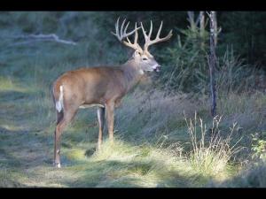 , deer hunt wisconsin, deer hunting wisconsin apple creek buck ranch, deer hunting outfitters