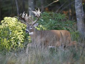 , deer hunt wisconsin, deer hunting wisconsin apple creek buck ranch, deer hunting outfitters