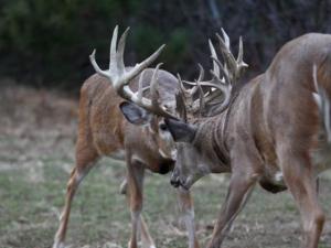 , deer hunt wisconsin, deer hunting wisconsin apple creek buck ranch, deer hunting outfitters