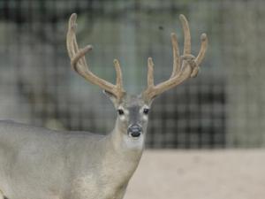 Hunt White Ghost Ranch - Brent Geistweidt