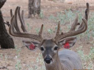 Hunt White Ghost Ranch - Brent Geistweidt
