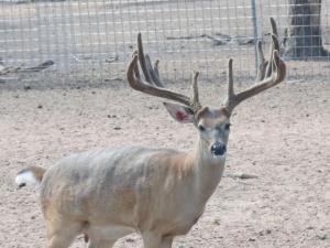 Hunt White Ghost Ranch - Brent Geistweidt