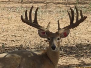 Hunt White Ghost Ranch - Brent Geistweidt