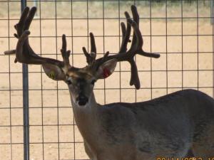 Hunt White Ghost Ranch - Brent Geistweidt