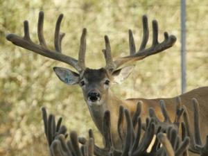 Hunt White Ghost Ranch - Brent Geistweidt