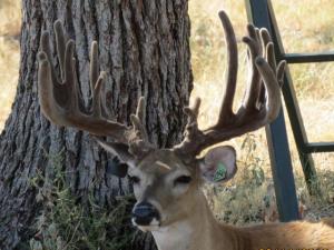 Hunt White Ghost Ranch - Brent Geistweidt