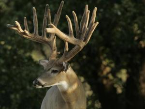 Hunt White Ghost Ranch - Brent Geistweidt