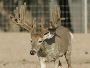 Hunt White Ghost Ranch - Brent Geistweidt