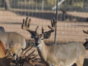 Hunt White Ghost Ranch - Brent Geistweidt