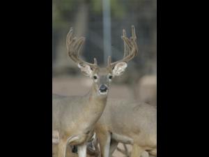 Hunt White Ghost Ranch - Brent Geistweidt