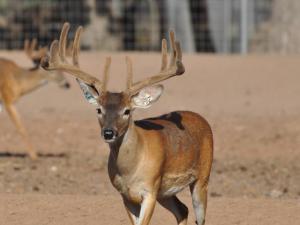 Hunt White Ghost Ranch - Brent Geistweidt