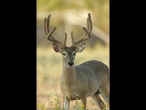 Hunt White Ghost Ranch - Brent Geistweidt