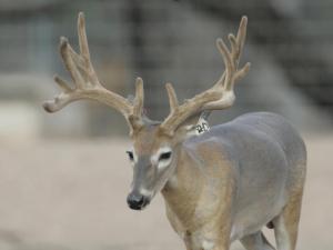 Hunt White Ghost Ranch - Brent Geistweidt